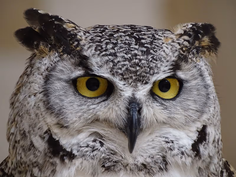 Whoooo’s Who? Identifying Owls in Western Washington