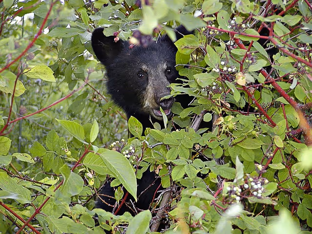 Everything You Need to Know About Black Bears: Part 2