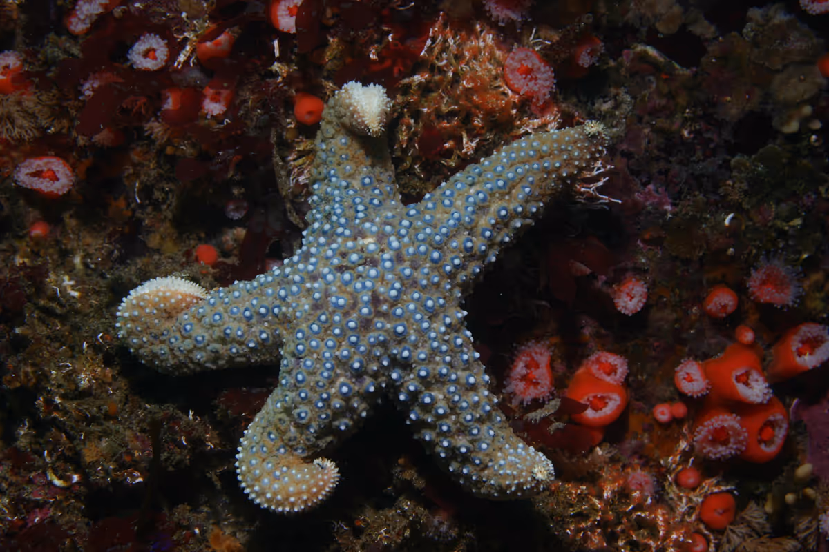 Giant Sea Star