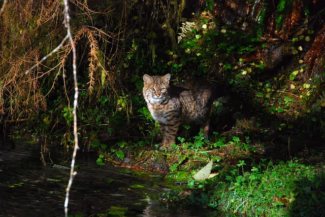 Bobcats