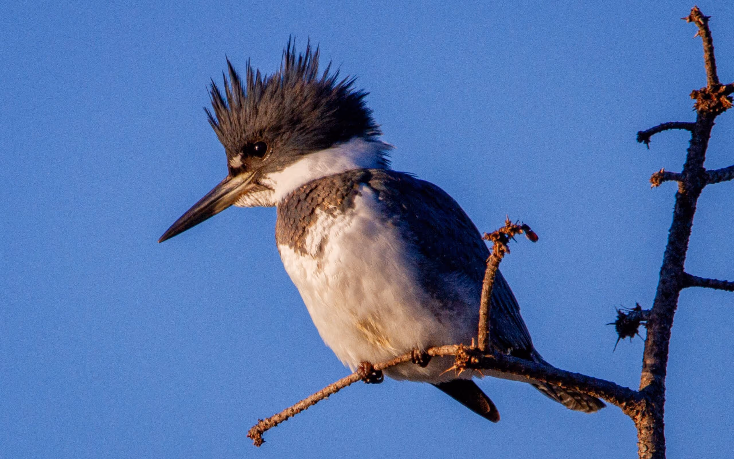 The Belted Kingfisher