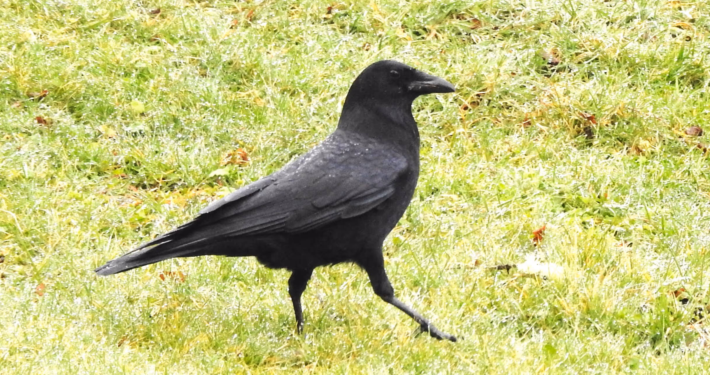 Why do Crows Hop?