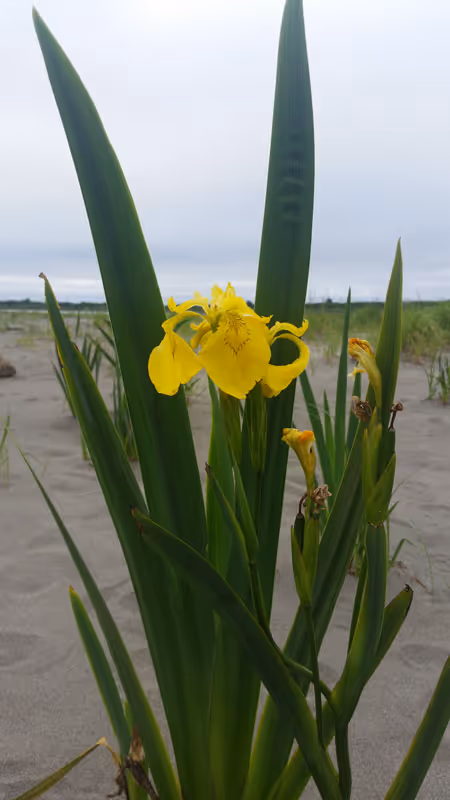 Yellow Flag Iris