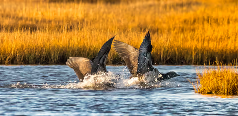Brant Geese