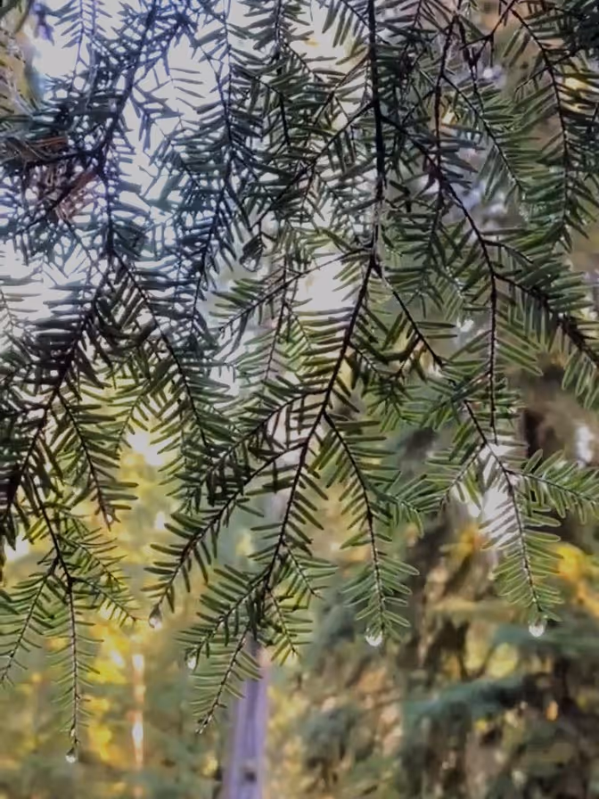 Watershed Forests