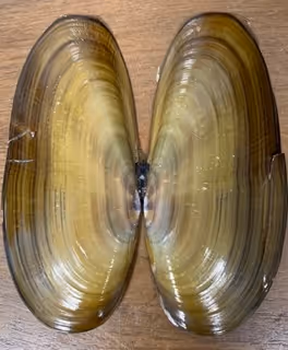 Domoic Acid