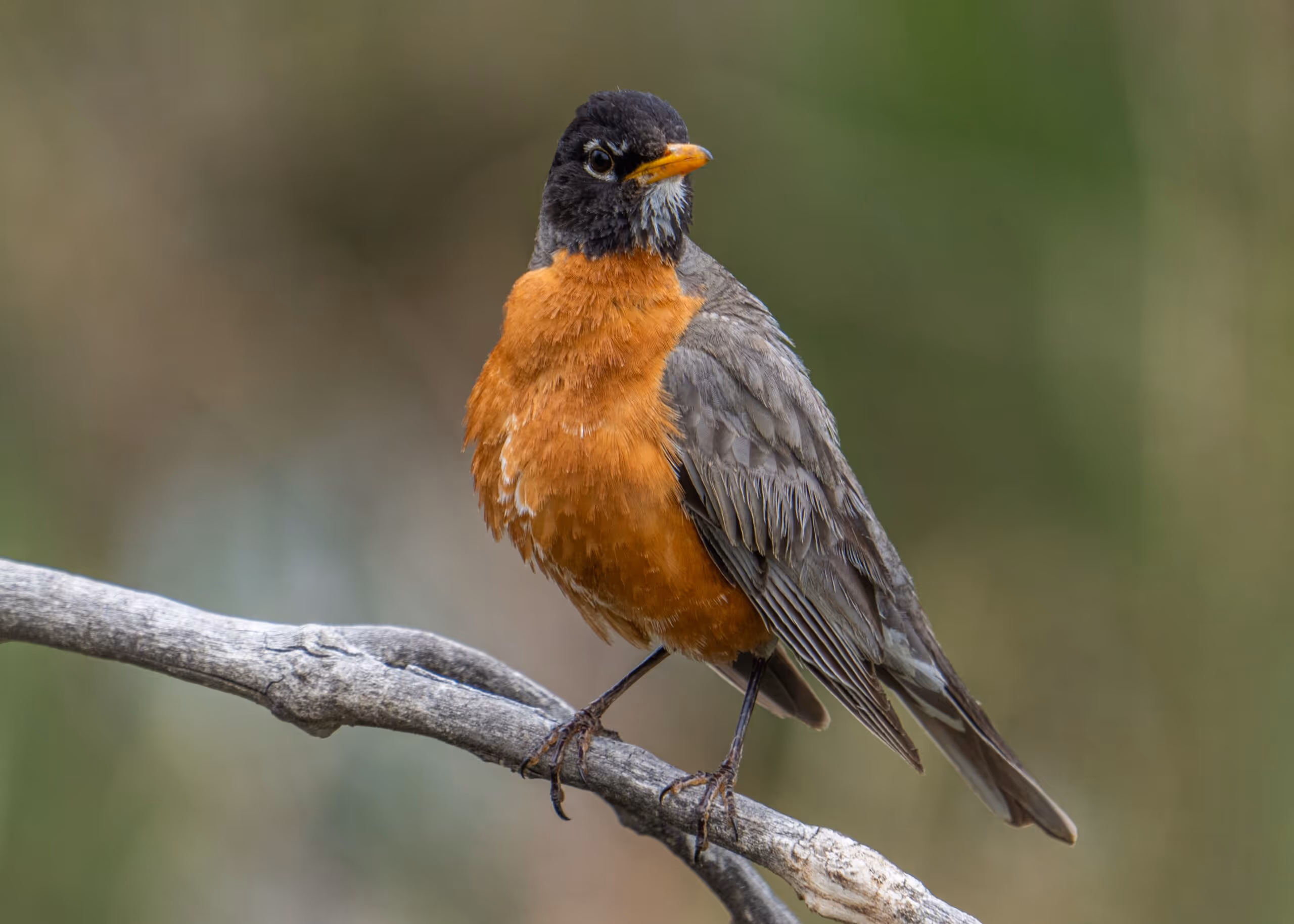 Are Robins an Early Sign of Spring?