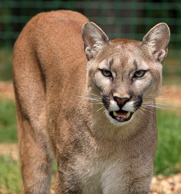 Everything You Need to Know About Cougars: Part 1