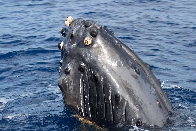 Whale Barnacles