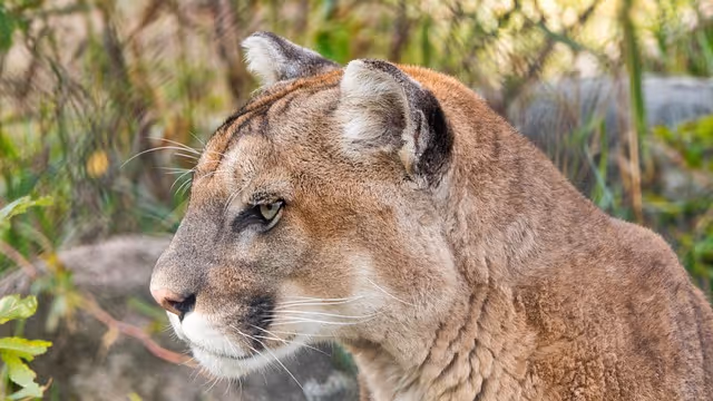 Everything You Need to Know About Cougars: Part 2