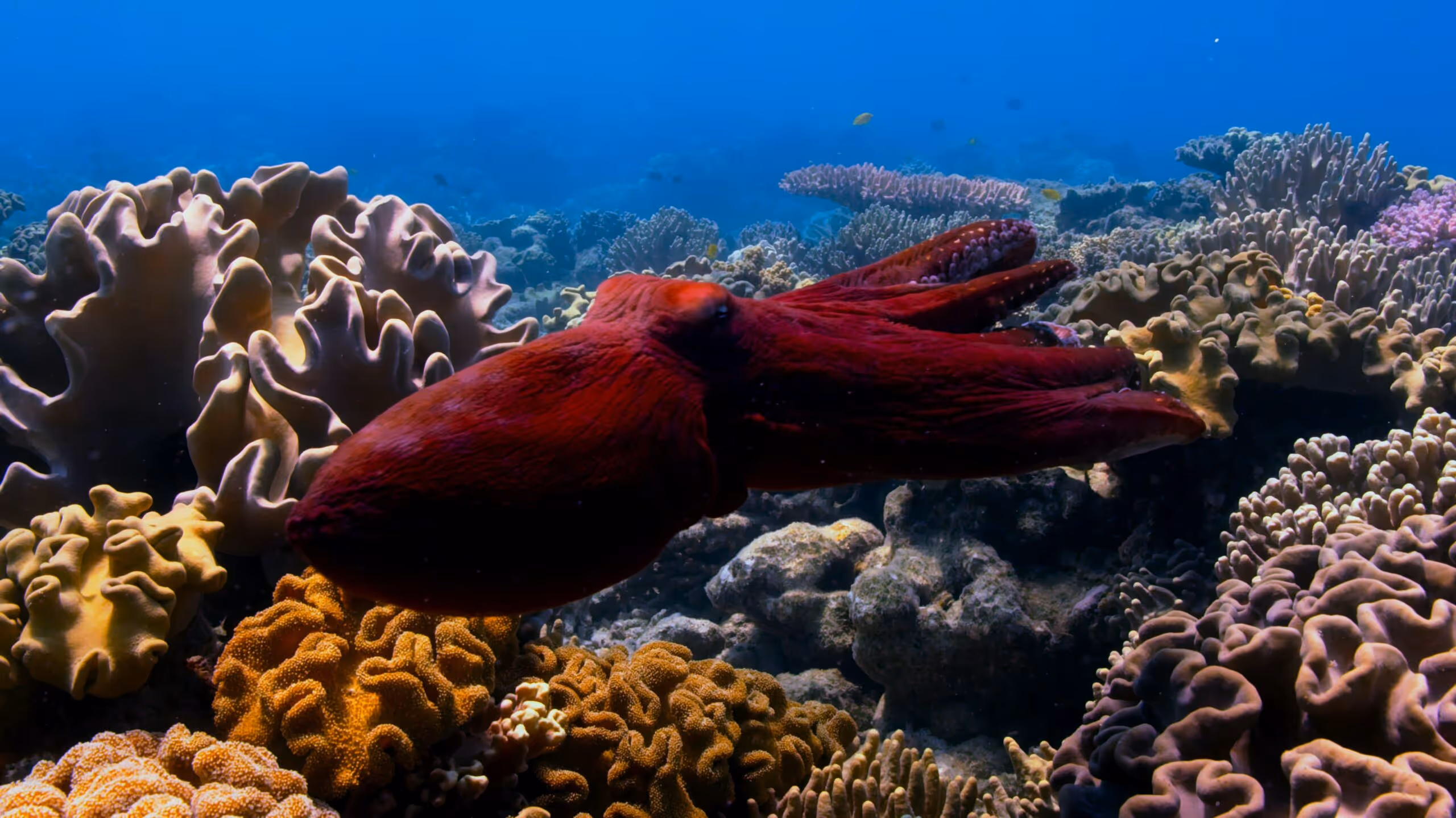 Giant Pacific Octopus