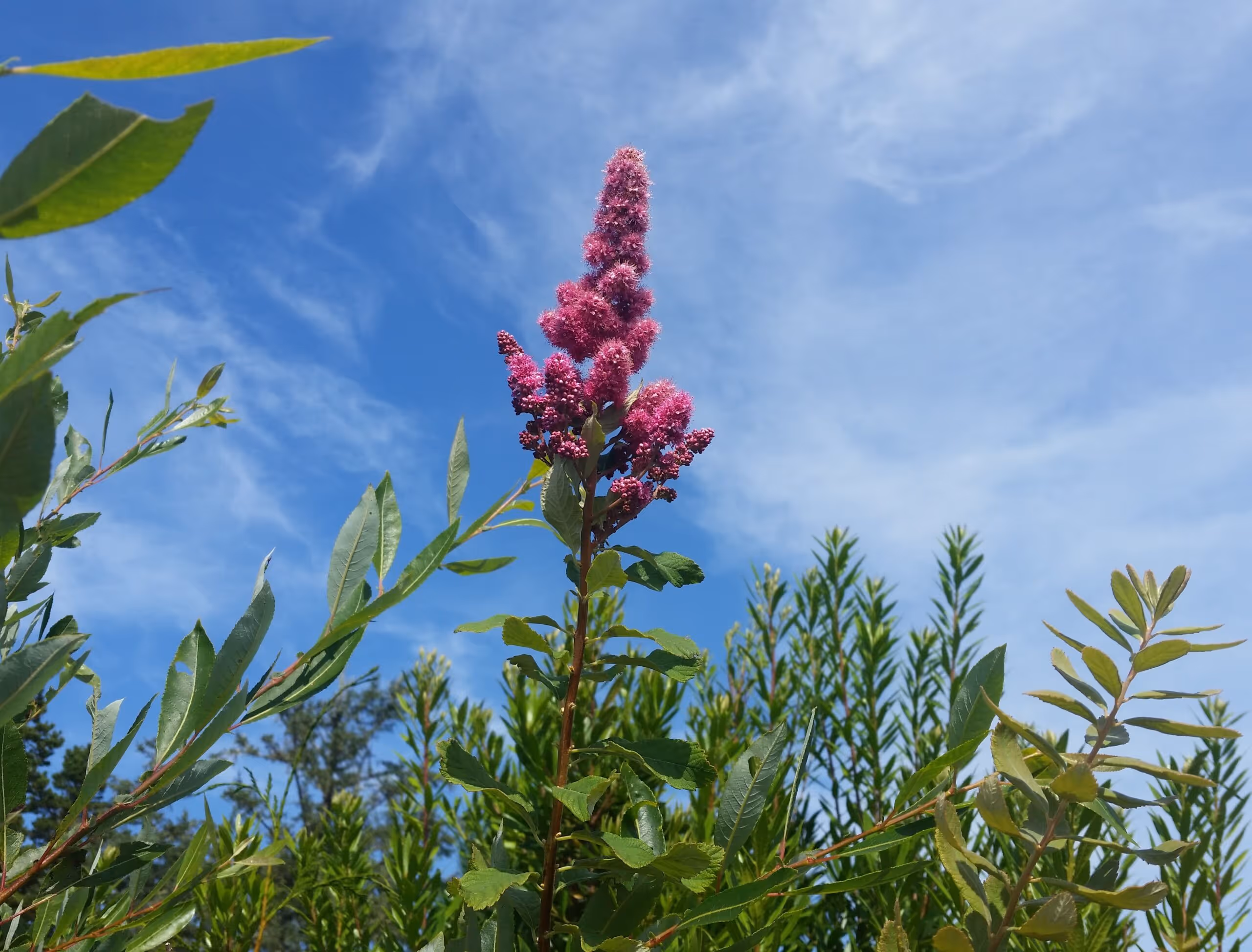 Douglas Spirea