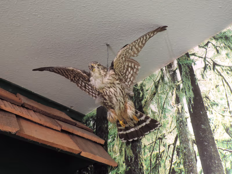 Merlin