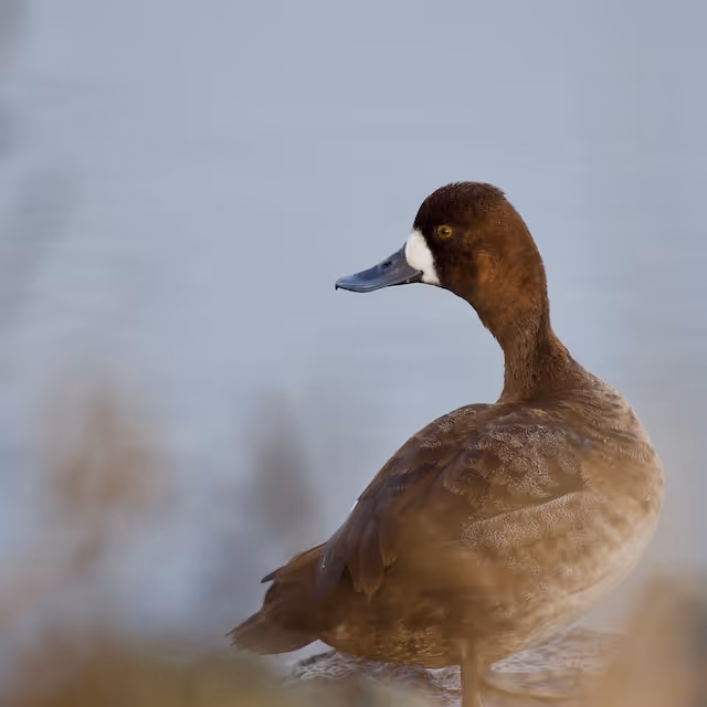 The Lesser Scaup