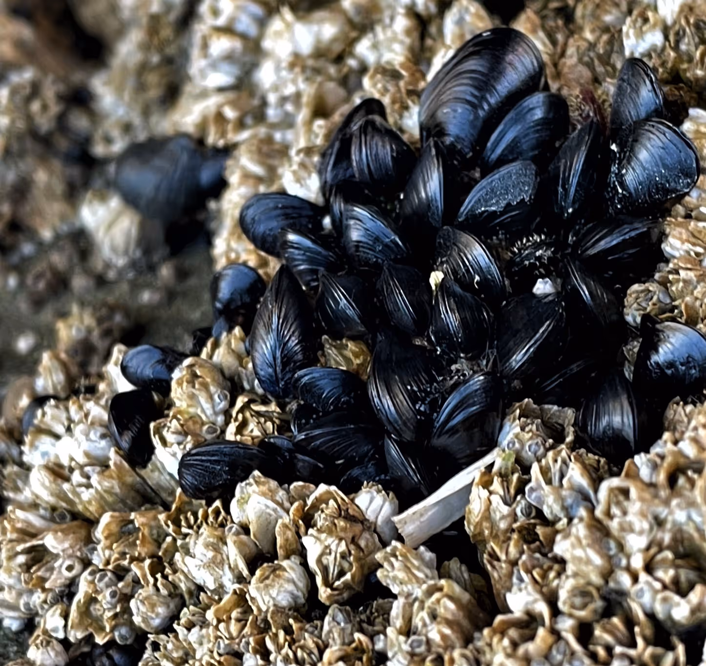 Tide Pool Etiquette