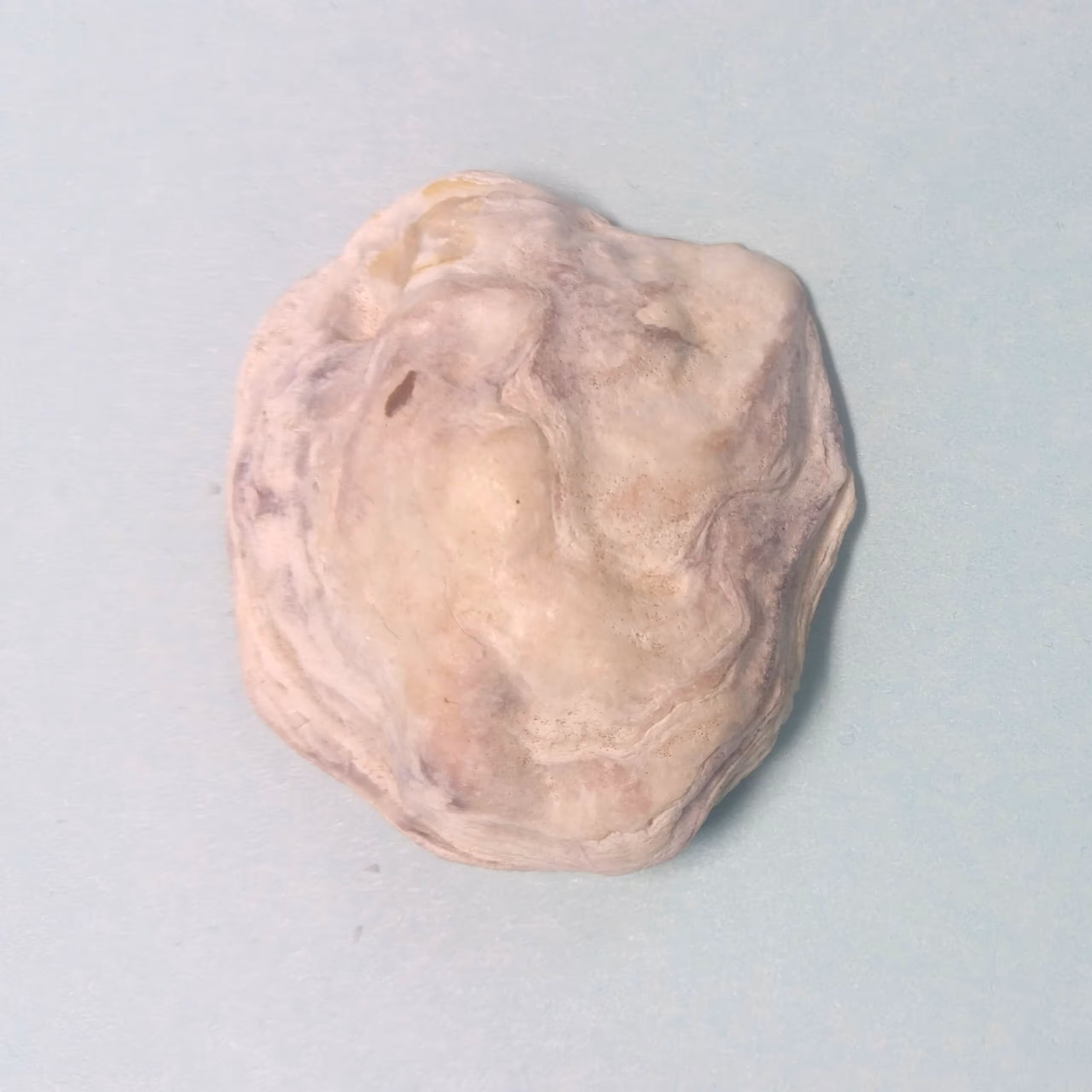 The Olympia Oyster