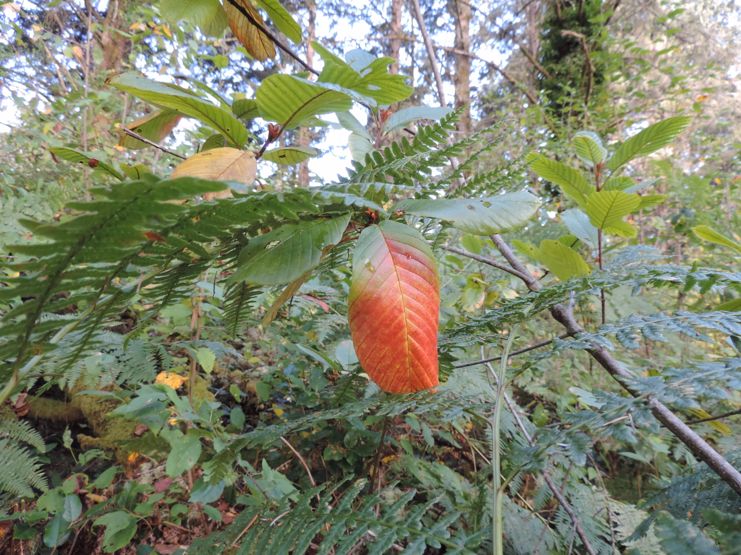 Cascara Buckthorn