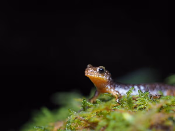 Columbia Torrent Salamanders