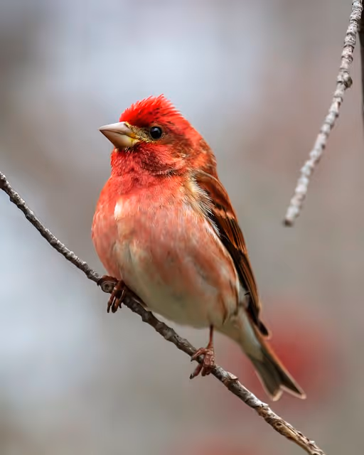 Purple Finches
