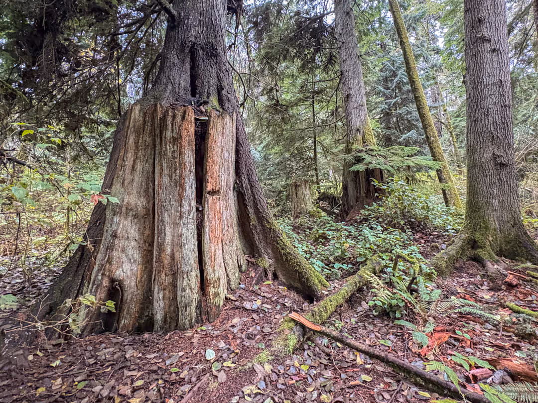 Cedar Nurse Stump