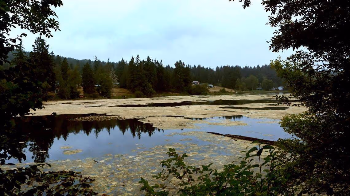 Chehalis River Surge Plain
