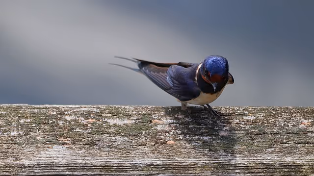 Barn Swallows