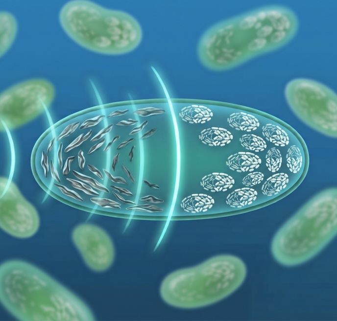 Cyanobacteria cell with disrupted gas vesicles