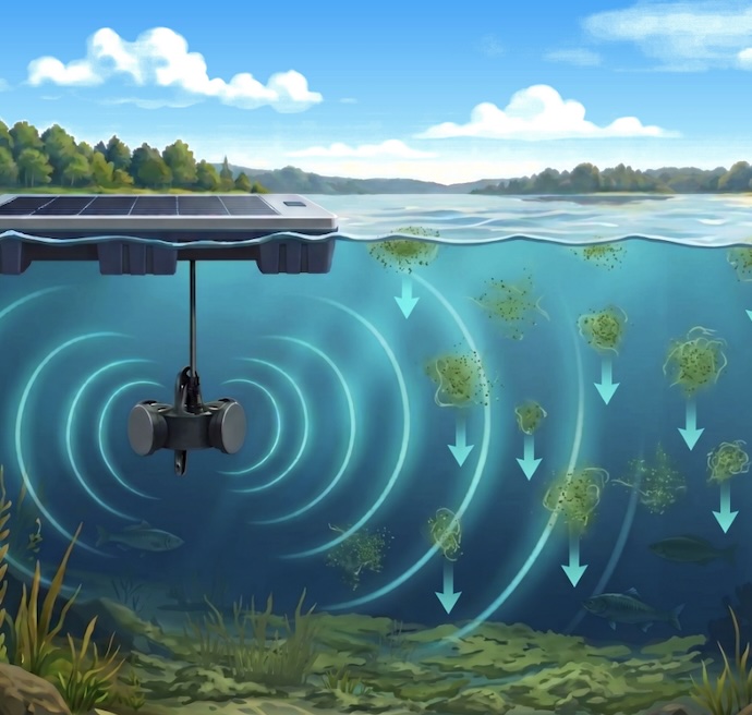 Cyanobacteria sinking below the light zone