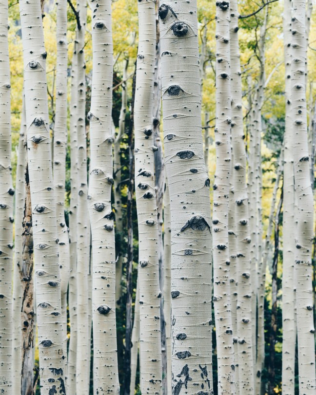 A birchwood forest in the daytime