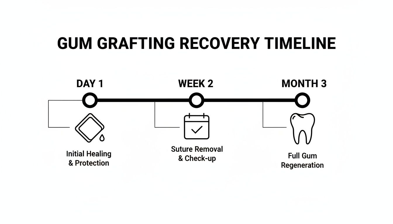 Gum grafting recovery timeline showing initial healing (Day 1), suture removal (Week 2), and full regeneration (Month 3).