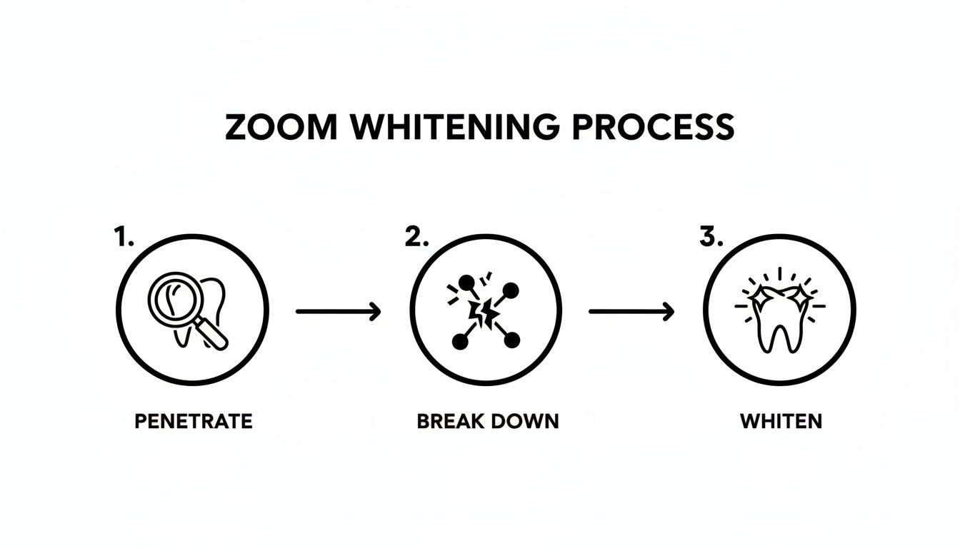 Diagram illustrating the three-step Zoom whitening process: penetrate, break down, whiten.