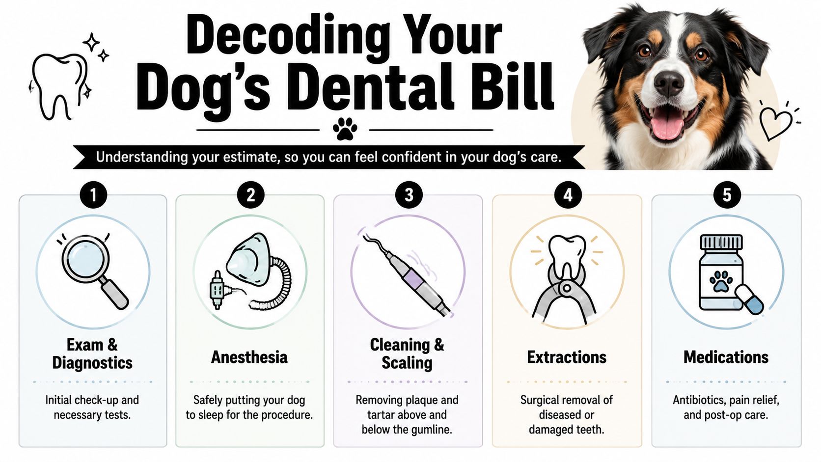 An infographic titled Decoding Your Dog's Dental Bill detailing five key steps involved in veterinary dental procedures.
