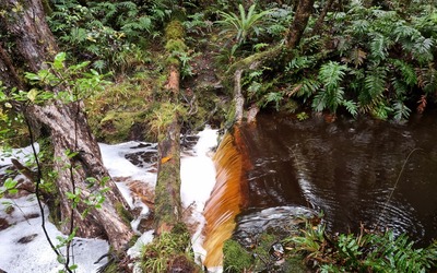 A fallen log bridge over a blackwater river in the rainforest