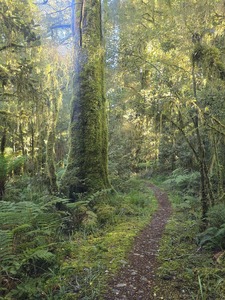 A hiking trail through the rainforest next to a big tree