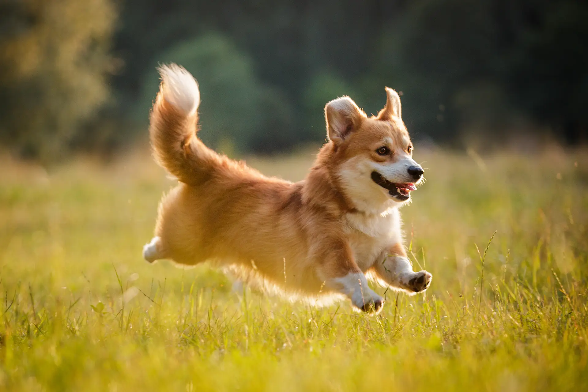 Caring for all dogs
