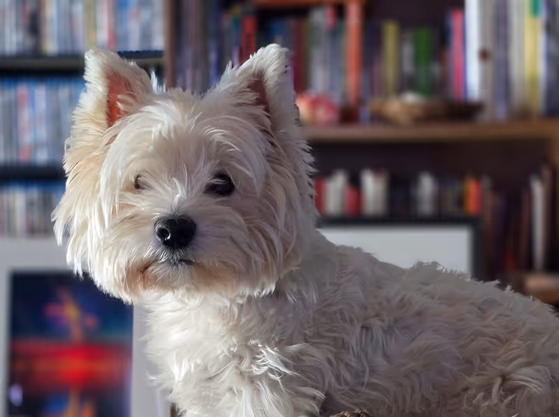 Maverick, westie in Residence, the tiny executive at House of Curiosity