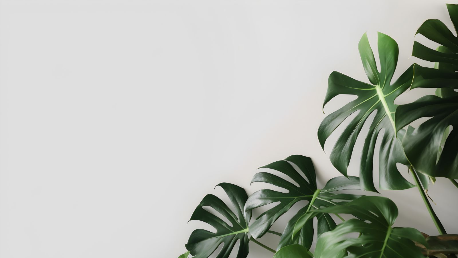 A white wall with a large green plant next to it.