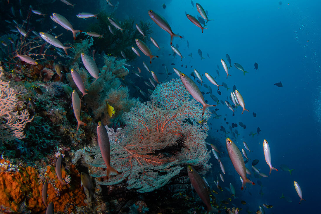 Pristine coral reefs with incredible biodiversity
