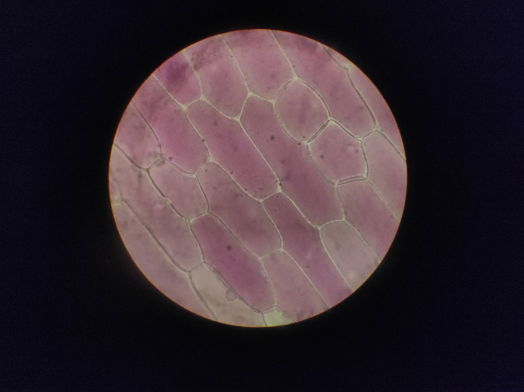 Detailed image of onion epidermal cells under a microscope — Precision Medicine & Genomics