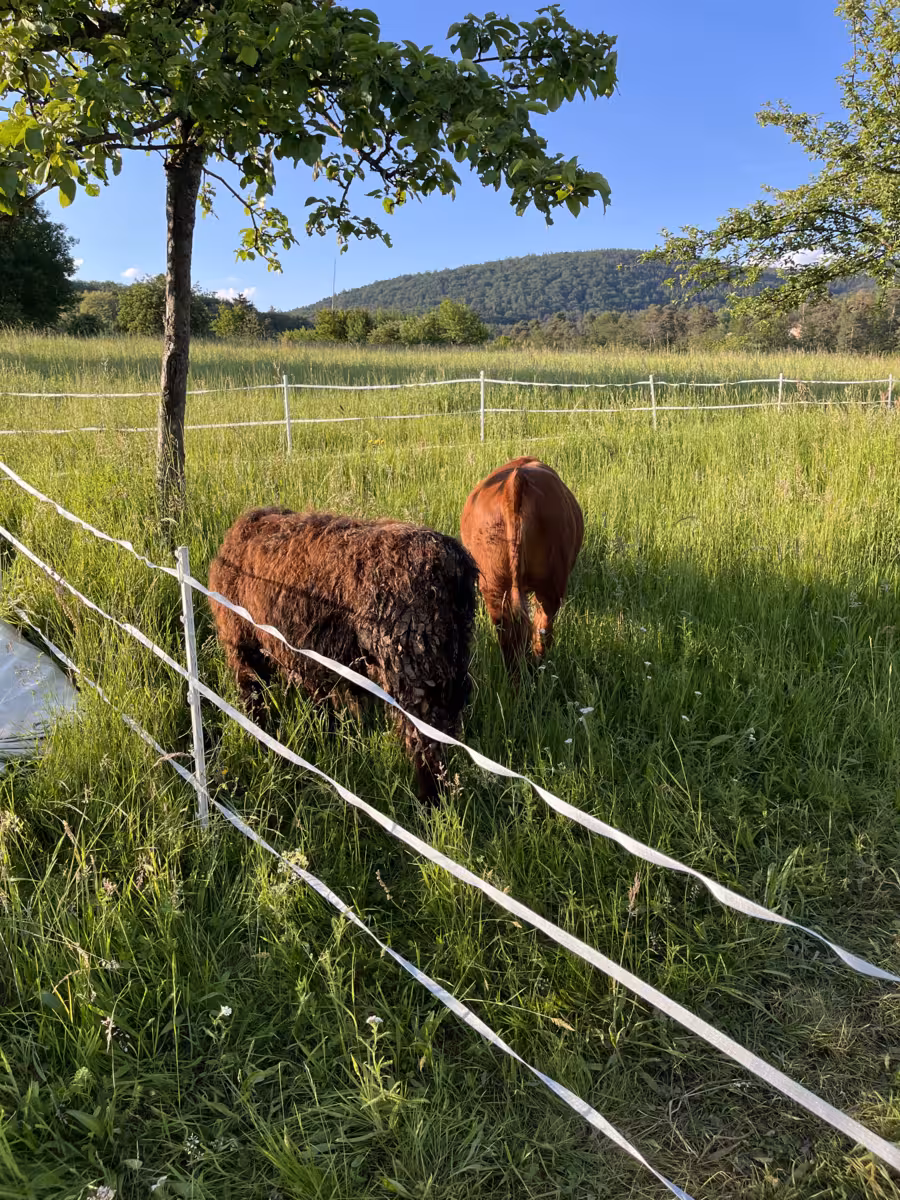 Foto von zwei Kühen auf einer Wiese
