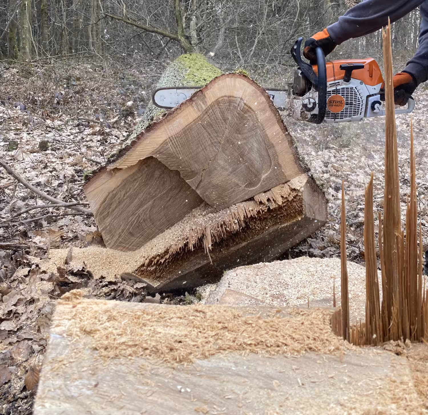 Foto von einem Baumstamm