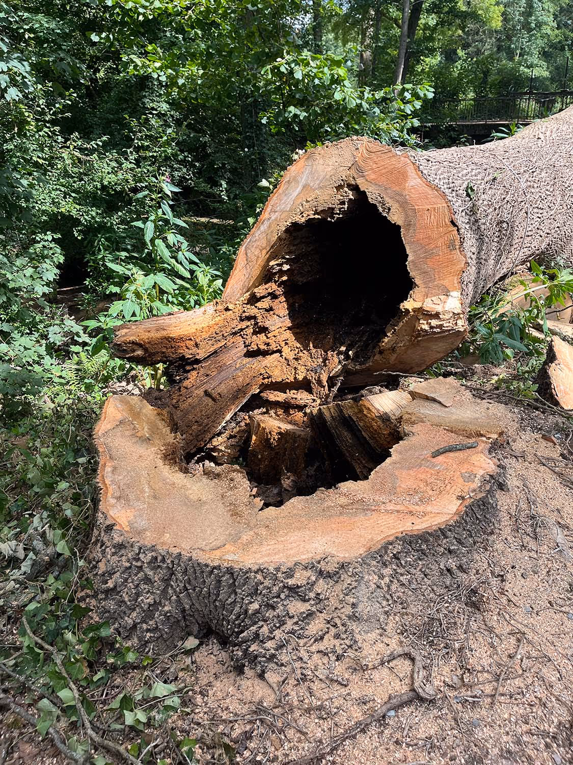 Foto von einem gefällten Baum