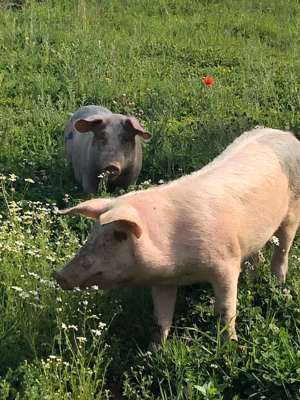 Foto von zwei Schweinen