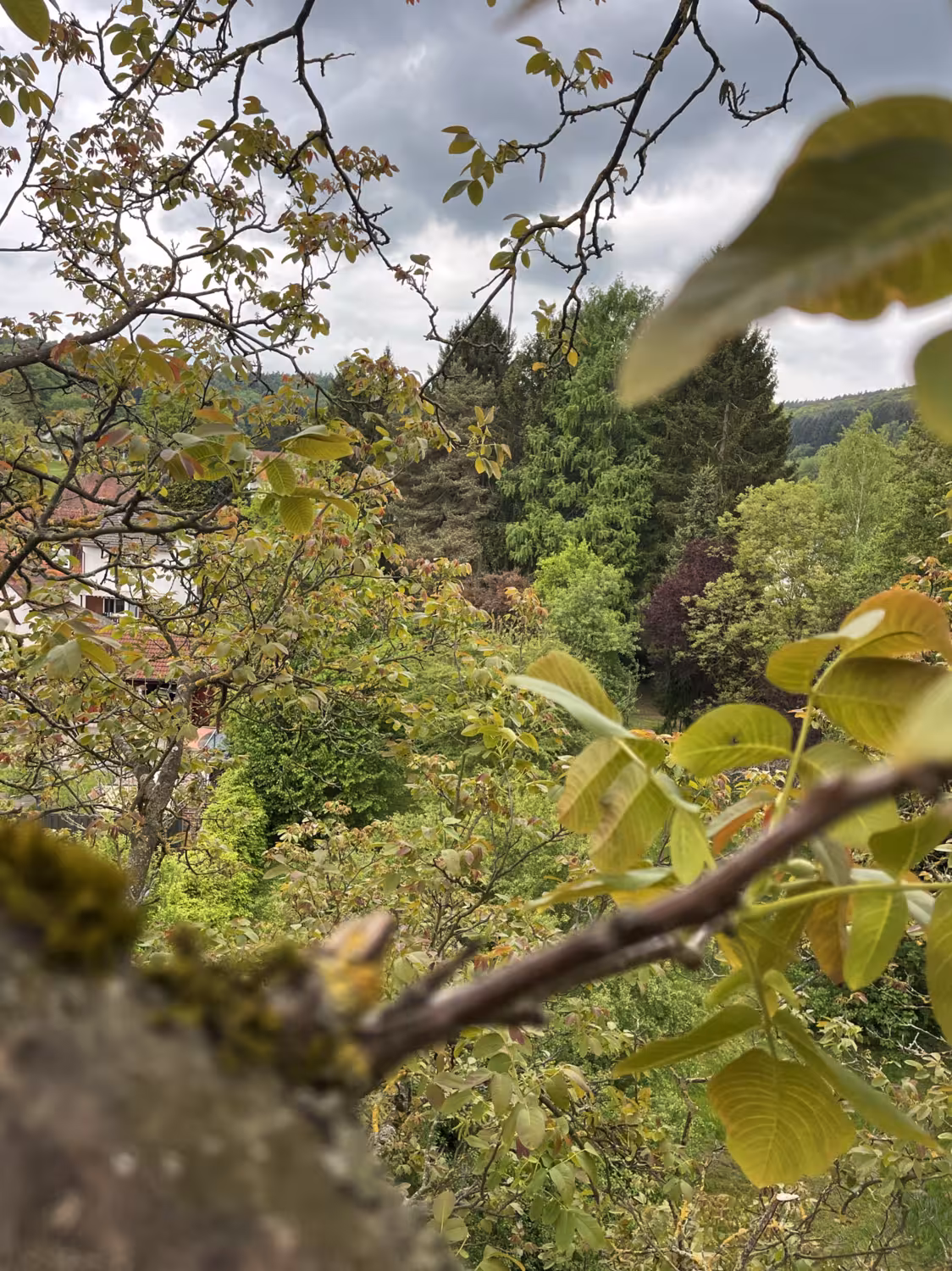Foto aus einer Baumkrone heraus