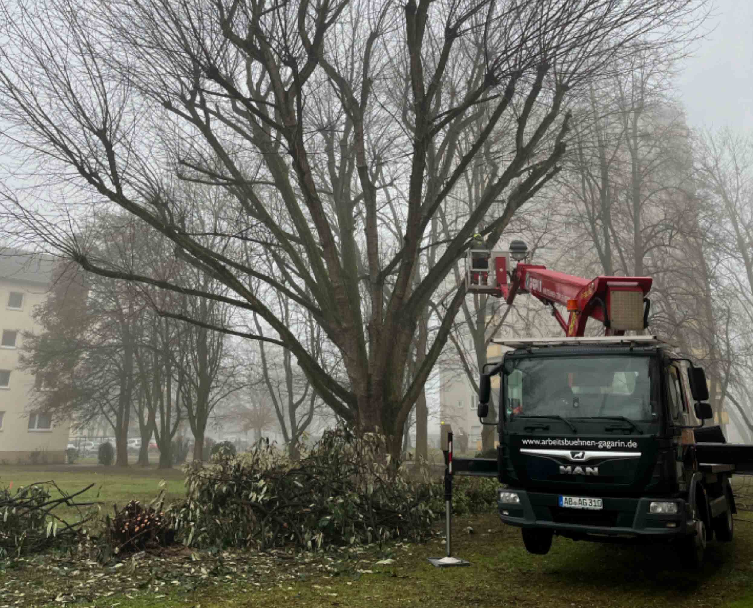 Foto von Baum, an welchem gearbeitet wird