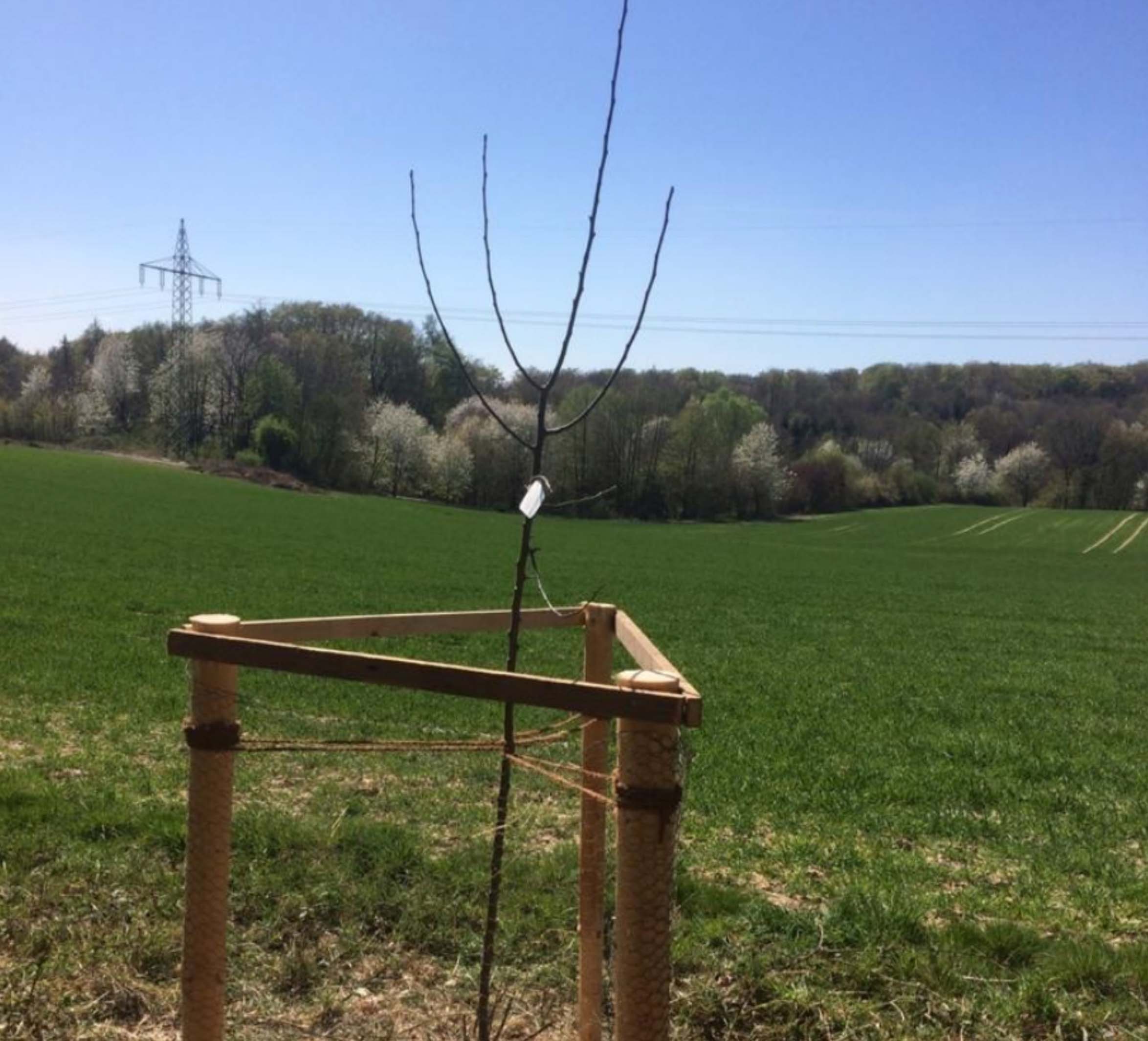 Foto von einem neugepflanzten Baum