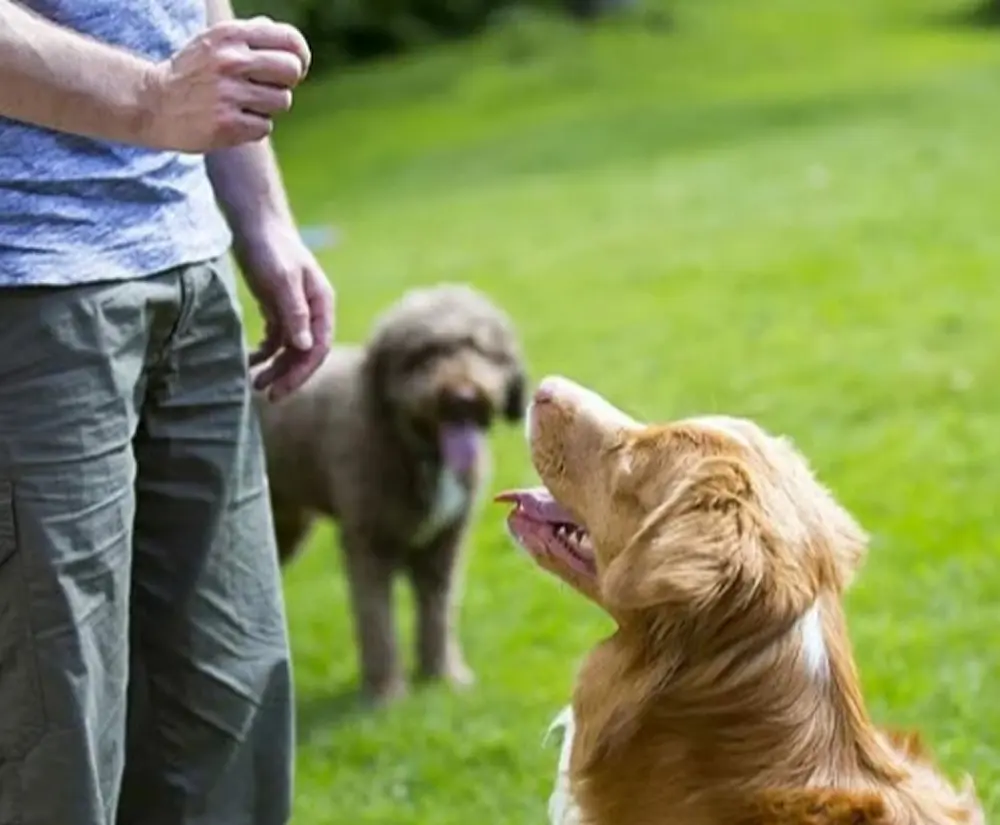 Steve en séance d'éducation canine à Angers et ses alentours