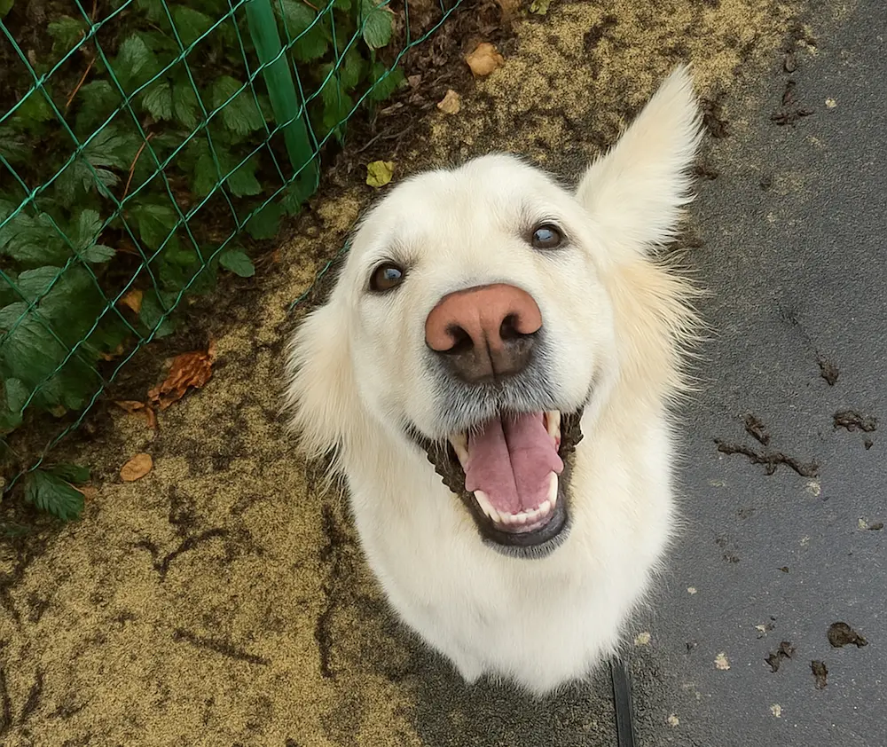 Un golden retriever souriant 