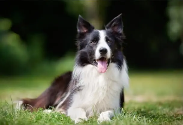 Un border collie calme et couché