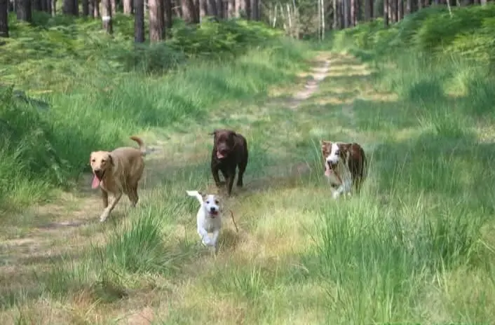 4 chiens qui courent dans la forêt